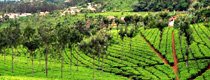 Bangalore Mysore Coorg Ooty Travel Package